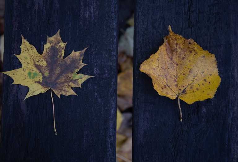 Learn the difference between Product Backlog and Sprint Backlog Learn the difference between Product Backlog and Sprint Backlog